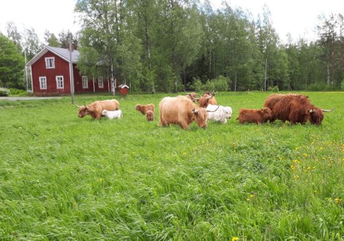 visitlappajarvi-Koskenvarren Highlander